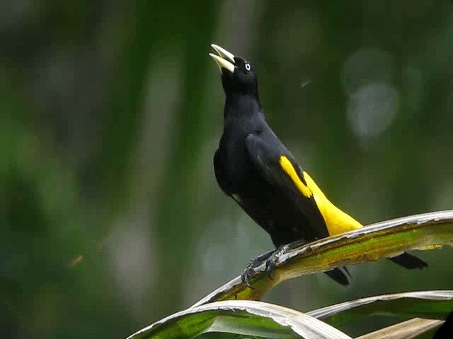 Yellow-rumped Cacique (Amazonian) - ML201960801