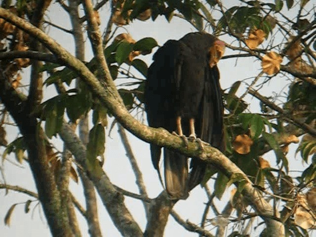 Greater Yellow-headed Vulture - ML201961031