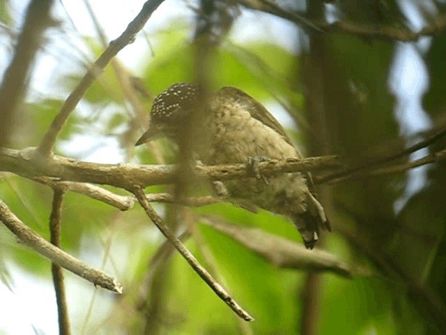 Scaled Piculet (Black-dotted) - ML201961101