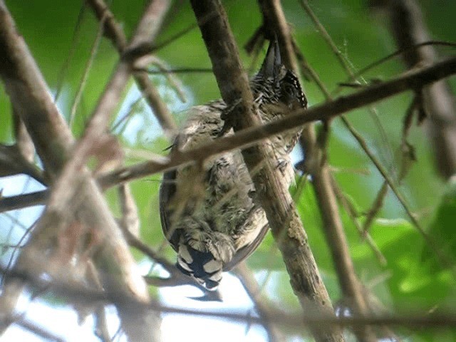 Scaled Piculet (Black-dotted) - ML201961111