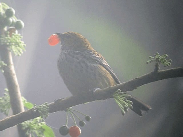 Speckled Tanager - ML201961281