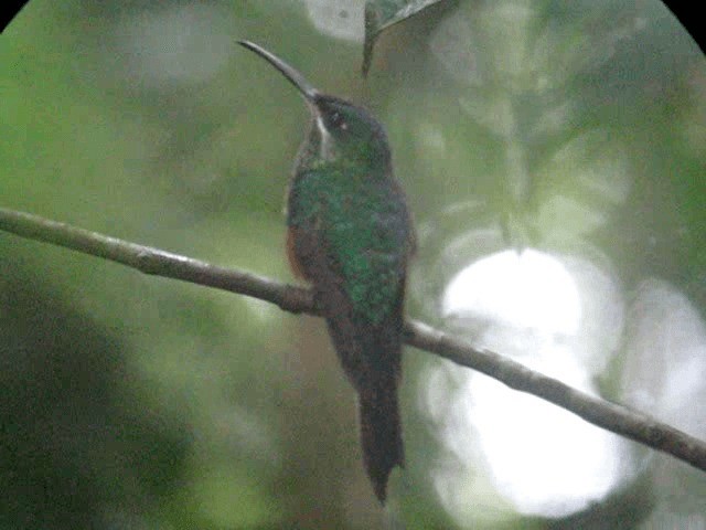 Scissor-tailed Hummingbird - ML201961291
