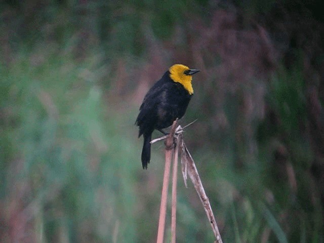 Yellow-hooded Blackbird - ML201961341
