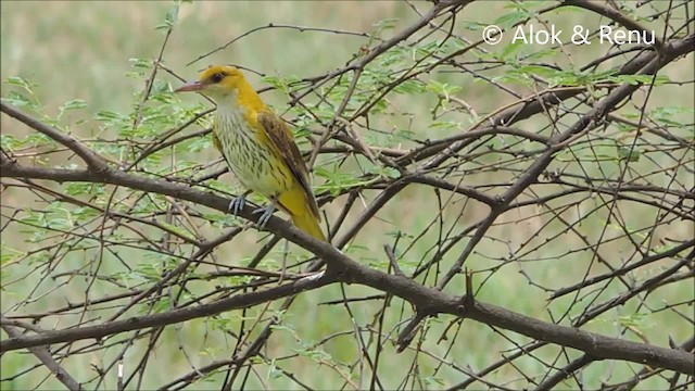 Indian Golden Oriole - ML201961581