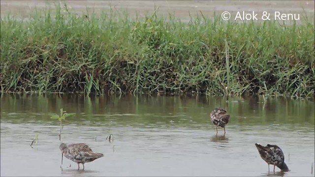 Spotted Redshank - ML201961651