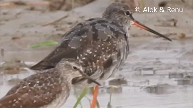 Spotted Redshank - ML201961701