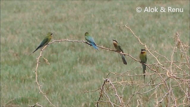 Blue-tailed Bee-eater - ML201961841