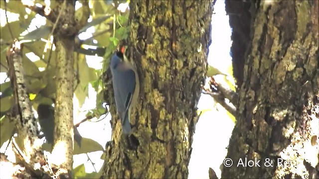 Velvet-fronted Nuthatch - ML201962001