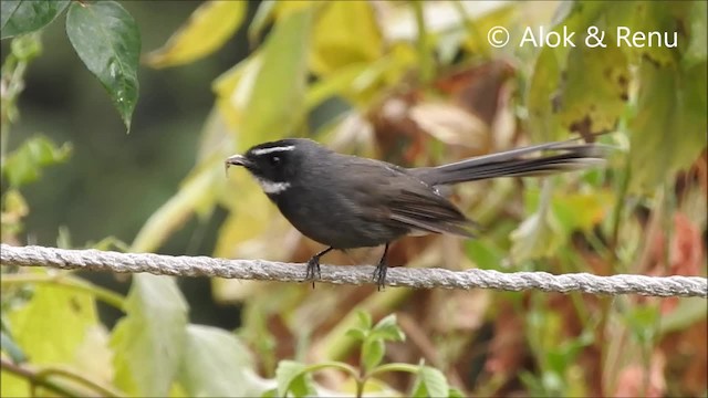  - White-throated Fantail