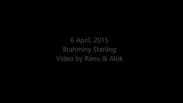 Brahminy Starling - ML201962331