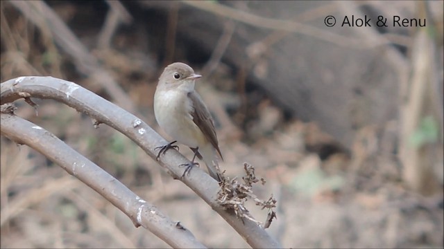 Red-breasted Flycatcher - ML201962531