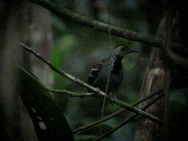 Wing-banded Antbird (Wing-banded) - ML201962681