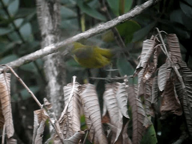 Olive-backed Tanager - ML201963001