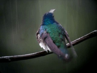 kolibřík bělokrký - ML201963141