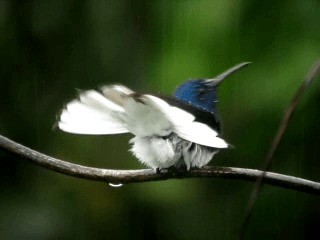 kolibřík bělokrký - ML201963151