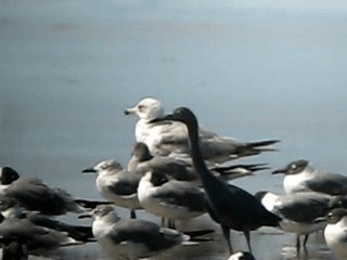 Делавэрская чайка - ML201963401
