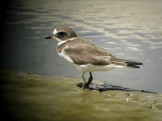 Semipalmated Plover - ML201963411