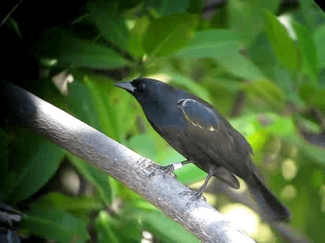 Yellow-shouldered Blackbird - ML201963451