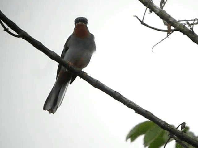 Rufous-throated Solitaire - ML201963511