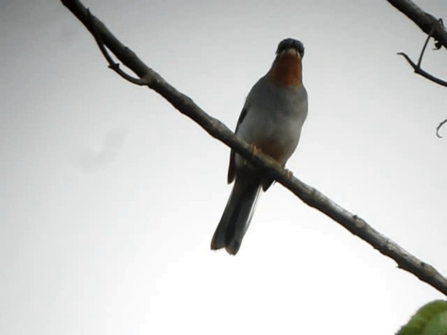 Rufous-throated Solitaire (Rufous-throated) - ML201963521