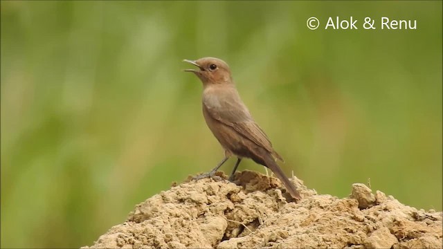  - Brown Rock Chat
