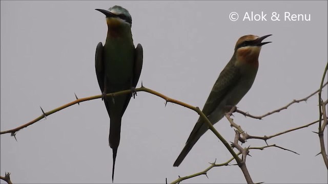 Blue-cheeked Bee-eater - ML201963631