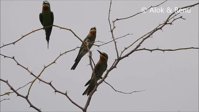 Blue-cheeked Bee-eater - ML201963651