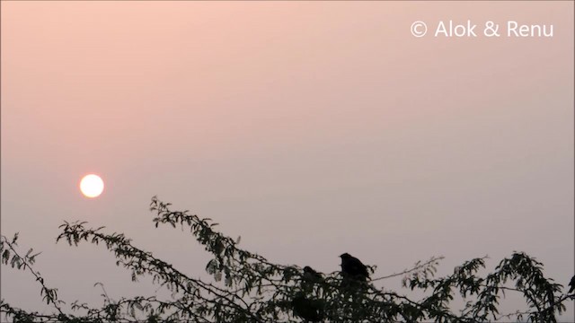 Indian Pied Starling - ML201963661