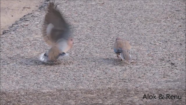 Laughing Dove - ML201963701