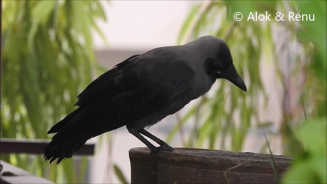 Corbeau familier - ML201963801