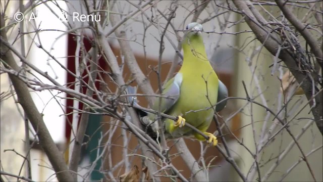 Yellow-footed Green-Pigeon - ML201963841