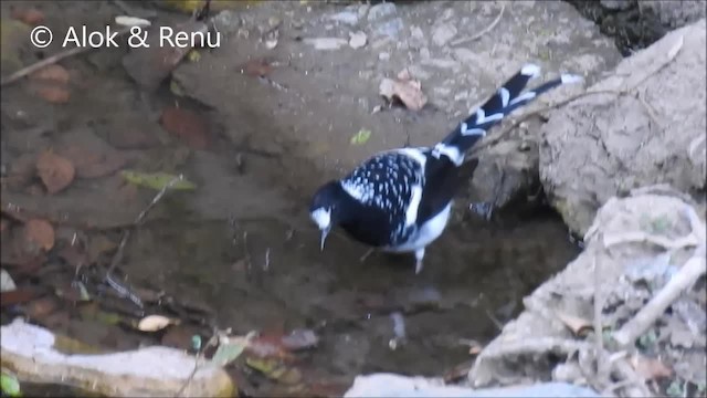 Spotted Forktail - ML201963881