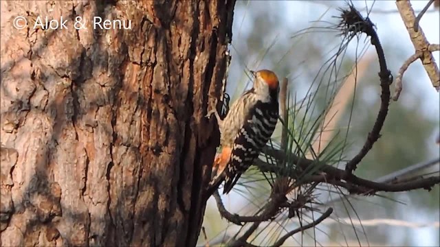 Brown-fronted Woodpecker - ML201963911