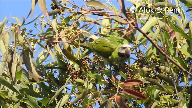 Red-breasted Parakeet - ML201963951