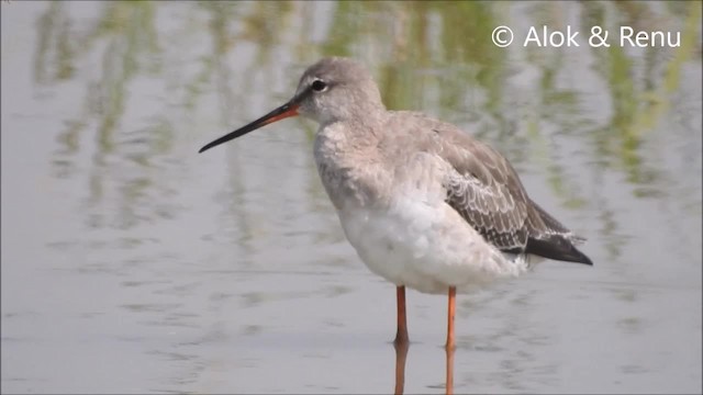 Spotted Redshank - ML201964061