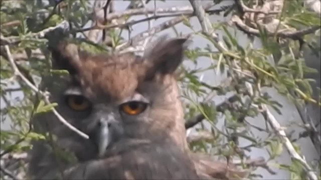Dusky Eagle-Owl - ML201964151