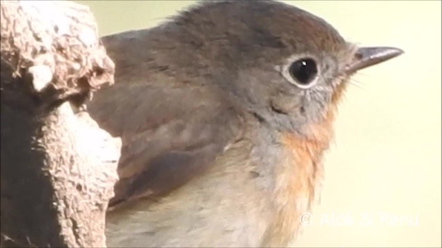 Red-breasted Flycatcher - ML201964181