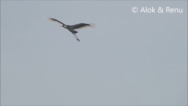 Black-necked Stork - ML201964261