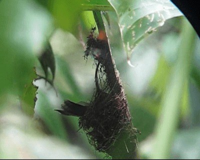 kolibřík ryšavoocasý - ML201964371