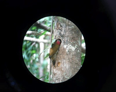 Golden-olive Woodpecker (Golden-olive) - ML201964481