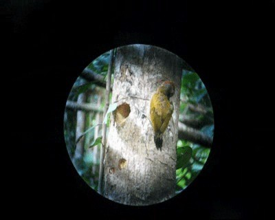 Golden-olive Woodpecker (Golden-olive) - ML201964491