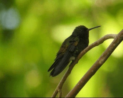 kolibřík měděnořitý - ML201964571