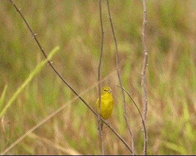 Grassland Yellow-Finch (Grassland) - ML201964611