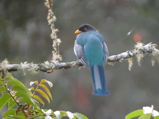  - Hispaniolan Trogon