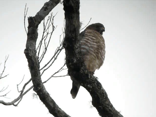 Broad-winged Hawk (Northern) - ML201965221