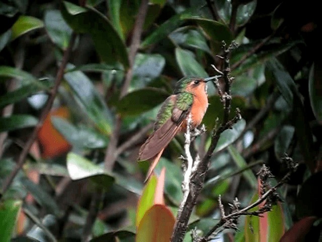 Rufous-breasted Sabrewing - ML201965581