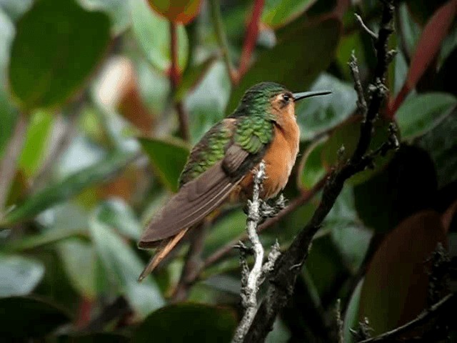 Rufous-breasted Sabrewing - ML201965591