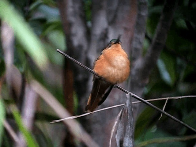 Rufous-breasted Sabrewing - ML201965601