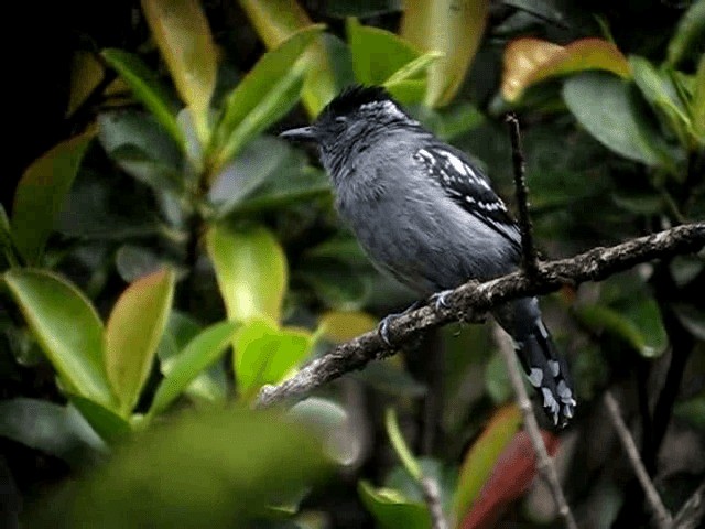  - Streak-backed Antshrike