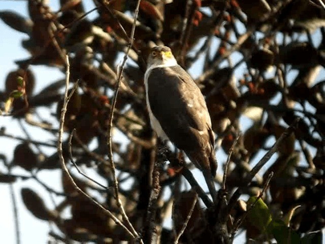 Sharp-shinned Hawk (Plain-breasted) - ML201965681